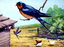 Swallow at the farm barn