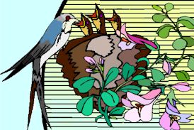 Swallow mothering her chicks