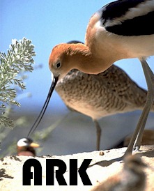 ARK Webontwerp * ARK Web Design