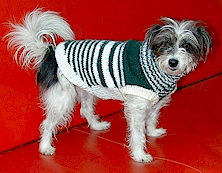 ADSA: Wollie in haar oulike, snoesige brakkiejakkie ADSA: Wollie in haar oulike, snoesige brakkiejakkie